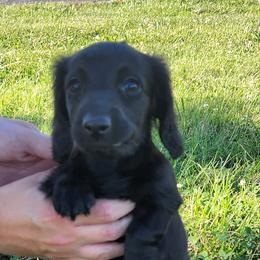 Dachshunds from The Wiener Farm