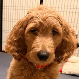April - orange collar - Red  female Goldendoodle puppy in Puyallup, Washington from Dawnie’s Doodles