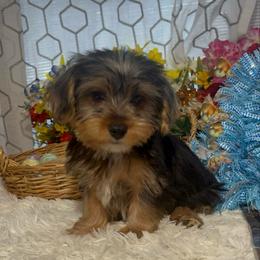 AKC Colby - Parti male Yorkshire Terrier puppy in Elgin, South Carolina from Silver Bells Paw Prints