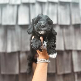 Marshmallow - Black and white female Bernedoodle puppy in Shingle Springs, California from Kindred Oak Goldendoodles