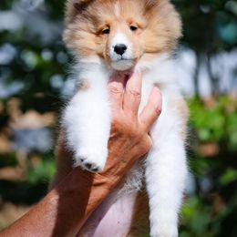 Shetland Sheepdog Puppies from Cathance Shetland Sheepdogs