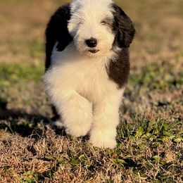 Sheepadoodle Puppies from Mulberry Ride Doodles
