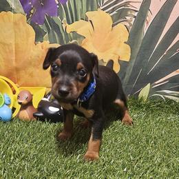 Franklin - Black and rust male Miniature Pinscher puppy in Baton Rouge, Louisiana from Pike's Pups