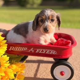 Clementine - Dapple female Dachshund puppy in Peoria, Arizona from Collier Dachshunds