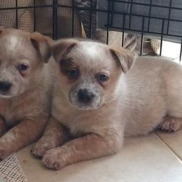 Australian Cattle Dog Puppies from FullMoon Cattle Dogs