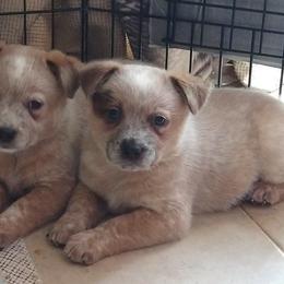 Australian Cattle Dog Puppies from FullMoon Cattle Dogs