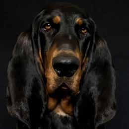 Sam - Black and Tan Coonhound