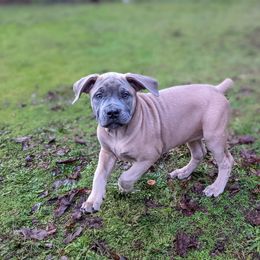 Boerboel Puppies from Askuwheto Boerboels