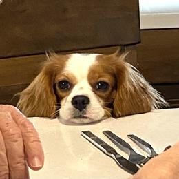 Kona - Cavalier King Charles Spaniel