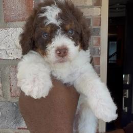 Rolo - Tri-color male Bernedoodle puppy in Richmond, Texas from Harper’s Heartbeats