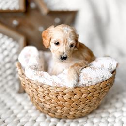 Pistachio - Apricot male Goldendoodle puppy in Springville, Utah from Happy Doodle