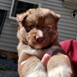 Siberian Husky Puppies from Husky Hotel