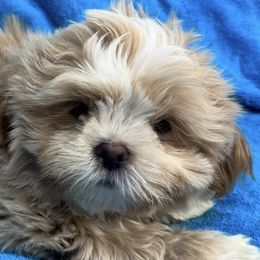Shih Tzus from Spunky Shih-Tzus Delaware (Spunky Shih-Tzus)
