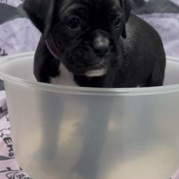 Belle - Brindle female Boxer puppy in Taft, Tennessee from Hillbillie Boxers