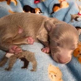 Isabella cream - Fawn (Isabella) male Dachshund puppy in West Plains, Missouri from Spring Creek Dachshunds