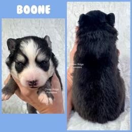 Boone - Black and white male Pomsky puppy in Sheffield, Iowa from Clover Ridge Pomskies