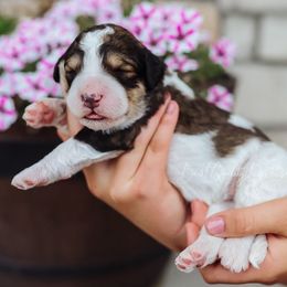 Bernedoodle, Goldendoodle, and Poodle Puppies from Best Quality Doodles