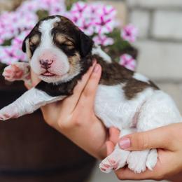 Bernedoodle, Goldendoodle, and Poodle Puppies from Best Quality Doodles