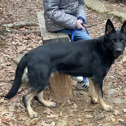 Quincy - Bi-color female German Shepherd puppy in Muldrow, Oklahoma from Reizarf Kennels