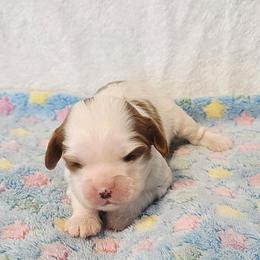 Dale - Blenheim male Cavalier King Charles Spaniel puppy in Pennsylvania from Julie's Cavalier King Charles Spaniels