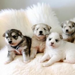 Pomskies from CNY Pocket Pomskies