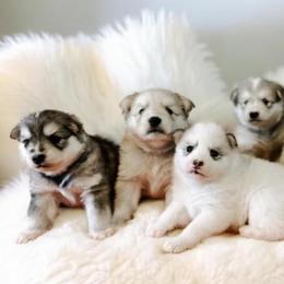 Pomskies from CNY Pocket Pomskies