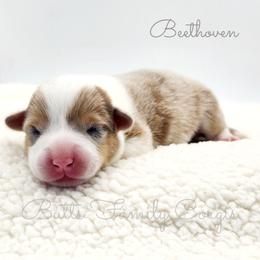 Beethoven - Sable and white male American Corgi puppy in Cameron, North Carolina from Butts Family Corgis