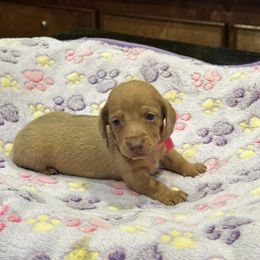 Dachshunds and Pugs from Spring Ridge Kennels