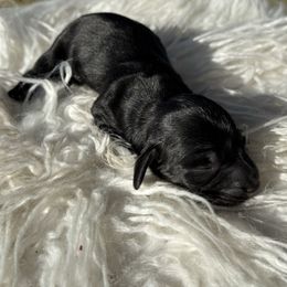 Male 2 - Black and cream male Dachshund puppy in El Campo, Texas from Creamer Creek Kennel