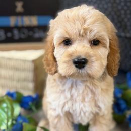 Wendy B3 - Buff male Cockapoo puppy in Haines City, Florida from Camic Cockapoos