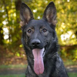 Empire - German Shepherd