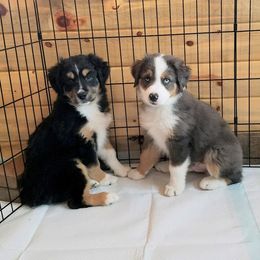 Miniature Australian Shepherd Puppies from Warren’s Colorado Mini Aussies