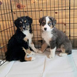 Miniature Australian Shepherd Puppies from Warren’s Colorado Mini Aussies