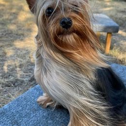 Yorkshire Terriers from CISCOK9