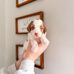 Frostleaf - Parti female Goldendoodle puppy in Greencastle, Indiana from Willow & Co.