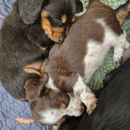 Dachshund Puppies from Collier Dachshunds