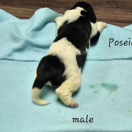 Boy 6 - White and black Newfoundland puppy in Brownstown, Michigan from Persephone's Fabled Tails