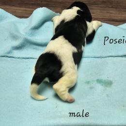 Boy 6 - White and black Newfoundland puppy in Brownstown, Michigan from Persephone's Fabled Tails