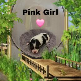 Pink Girl - Parti female Yorkshire Terrier puppy in Inverness, Florida from Luvayorkie&more