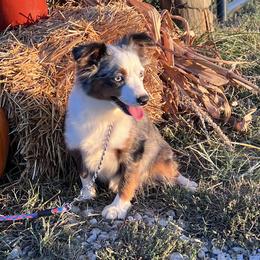 Willow - Toy Australian Shepherd
