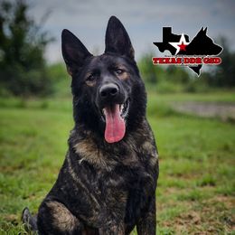 Gunner - German Shepherd