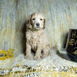 Zephyr - Cream male Poodle puppy in Spring Branch, Texas from Mezzo Poodles