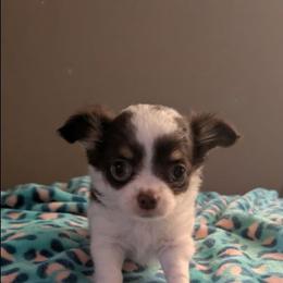 Princess - Silver and white female Chihuahua puppy in Amity, Pennsylvania from Baxters Chihuahuas