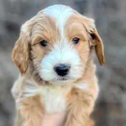 Pink Male - Apricot male Goldendoodle puppy in Great Falls, Montana from Montana Goldendoodles