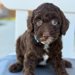 Truffle - Light Blue Collar - Chocolate female Goldendoodle puppy in Kingwood, Texas from Kingwood Goldendoodles