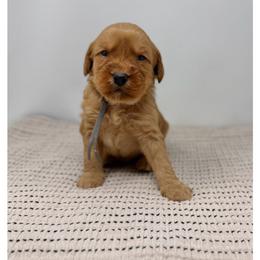 Kalamata - Red male Australian Labradoodle puppy in Sacramento, California from Little Farmstead Labradoodles