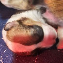 Max - Red male Pembroke Welsh Corgi puppy in Walnut, Iowa from Michelle's House of Corgi's