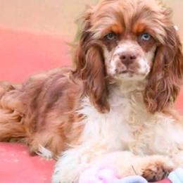 Karmie - Cockapoo