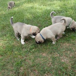 Kangal Puppies from DASA Ridge Kangals