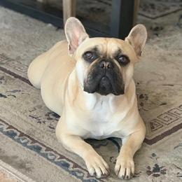 Nala - French Bulldog